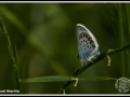 149plebejus argus.jpg