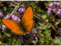 87lycaena virgaureae.jpg