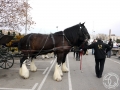 2016-01-31_185-Sant Antoni